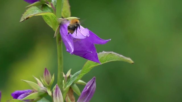 Bumblebee flies to the flower of Giant Bellflower (Campanula latifolia) and pisses in flight, slow motion.  Slowed down  16 times