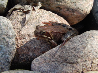 Frog in the stones on the shore of a garden pond, close-up