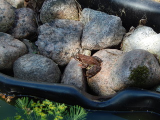 Frog in the stones on the shore of a garden pond, close-up