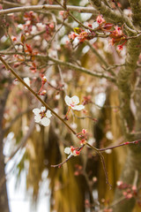 Plum tree flower