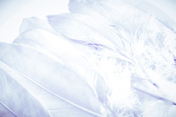 Fototapeta na wymiar Beautiful abstract close up color purple light and white feathers background and wallpaper