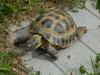 One turtle close-up goes along the path, summer