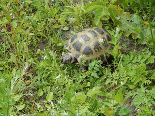 Cute bug walks in the green grass