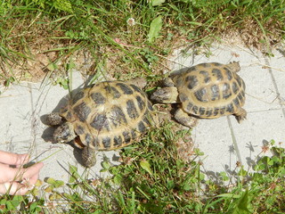 Две черепахи идут одна за другой по дорожке, лето