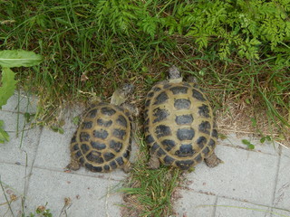 Two cute turtles, big and smaller, sit side by side on a path in the summer garden, top view