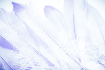 Fototapeta na wymiar Beautiful abstract close up color purple light and white feathers background and wallpaper