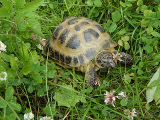 Cute bug walks in the green grass