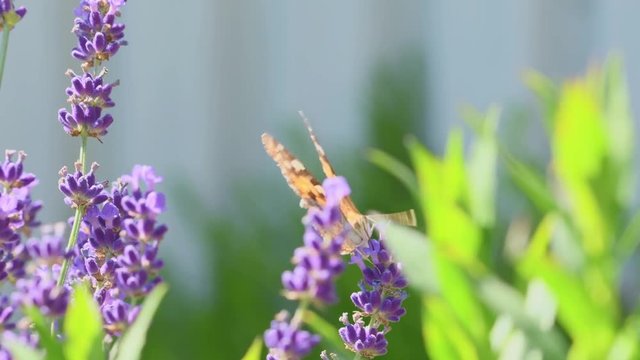 Orange butterfly (Vanessa Cardui) and bee on the lavender flower. Purple aromathic blossom with insect animals. Summer weather, vibrant colors. Ecology garden concept.
