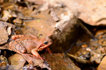 Naklejka premium Brown agile frog between stones. Rana Dalmatina is a European species