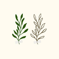 Vector botanic illustrations. Botanical clipart. Set of Green branches. Floral Herb Design elements. 