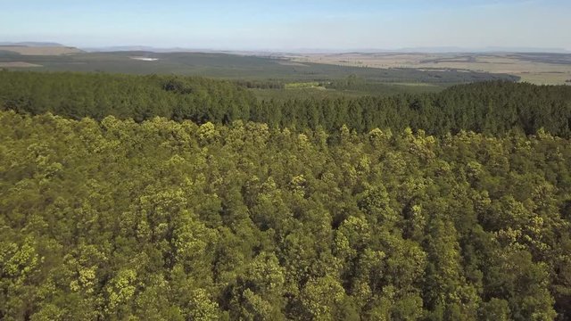 Aerial forward flight over eucalyptus and pine tree plantations, reveals small valley and dirt roads, and further timber plantations in South African landscape on a sunny summer day