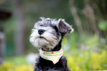 miniature schnauzer in garden