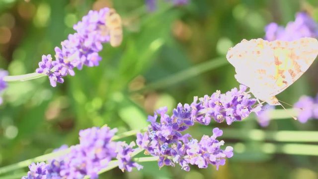 Orange butterfly (Vanessa Cardui) and bee on the lavender flower. Purple aromathic blossom with insect animals. Summer weather, vibrant colors. Ecology garden concept.