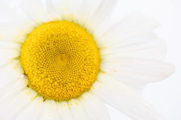 Close up of beauty a Daisy white flower with yellow pollen dirty on petal. Nature textture background or wallpaper.