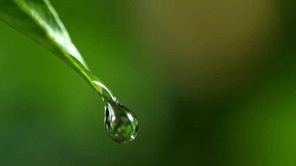 Super Slow Motion Shot of Droplet Falling from Fresh Green Leaf at 1000fps. - Powered by Adobe