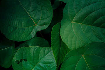 Creative layout made of green leaves. Flat lay. Nature background at phuket thailand
