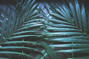 Creative layout made of green leaves.  Nature background  at phuket Thailand
