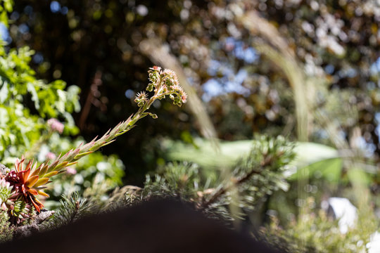 Wurz Bl&uuml;te