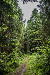 trees in the forest