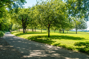 Fototapeta na wymiar BaumGrundstück mit Obstbäumen im Sommer