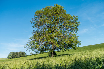 Fototapeta na wymiar Obstbäume im Feld im Sommer