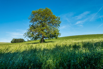 Obstb&auml;ume im Feld im Sommer