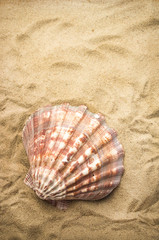 Clam shell on the beach