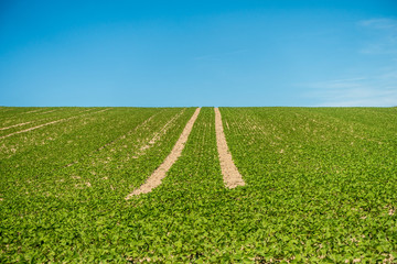 Fahrspuren im Rübenacker im Sommer