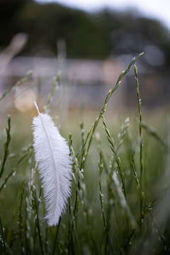 Feder im Gras