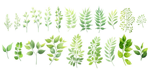 Green leaves set isolated on white background. Vector illustration.