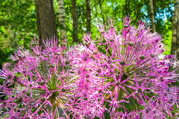 Obraz premium Large blooming garlic flowers in the city garden in the sunny day, garlic violet flowers, onion. Allium sativum closeup