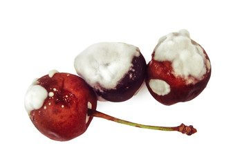 Rotten sweet cherry from the fridge, spoiled fruits. Isolated on white background. Moldy red berry....