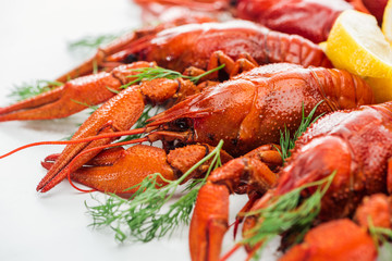 selective focus of red lobsters and green herbs on white background