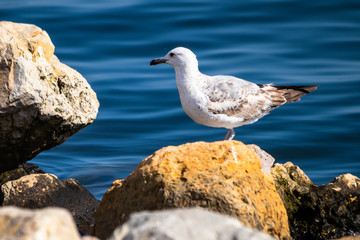 Seagull standing on the rock by the sea. Black sea in Constanta, Romania. 