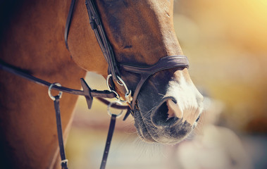 Nose sports red horse in the bridle. Dressage horse.