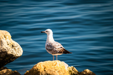 Seagull standing on the rock by the sea. Black sea in Constanta, Romania. 