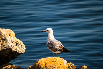 Seagull standing on the rock by the sea. Black sea in Constanta, Romania. 