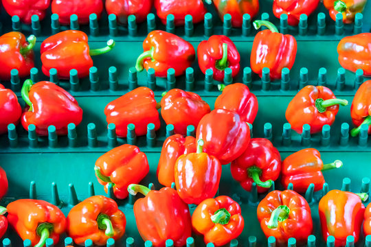Sorting of red bell peppers on a conveyor belt