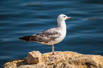 Fototapeta premium Seagull standing on the rock by the sea. Black sea in Constanta, Romania. 
