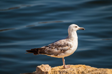 Seagull standing on the rock by the sea. Black sea in Constanta, Romania. 