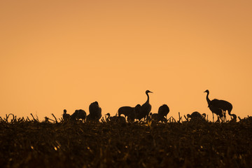 Kraniche im Sonnenaufgang - Silhouette mit Feld und Kranichen