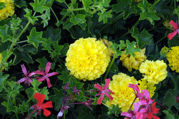 Yellow marigold flowers on a green flowerbed in the garden on the coastal promenade. View from above.