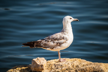 Seagull standing on the rock by the sea. Black sea in Constanta, Romania. 
