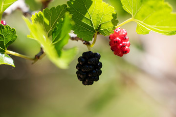 Wild Blackberries