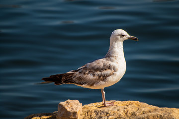 Seagull standing on the rock by the sea. Black sea in Constanta, Romania. 