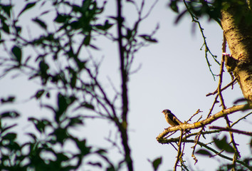 bird, baum, natur, wild lebende tiere, robin, tier, ast, rot, frühling, schnabel, bird, himmel, blau, wild, finch, feather, star, cardinal, garden, feather