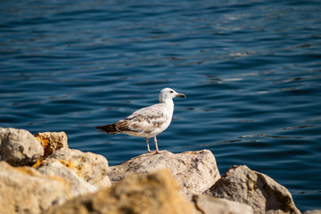 Seagull standing on the rock by the sea. Black sea in Constanta, Romania. 
