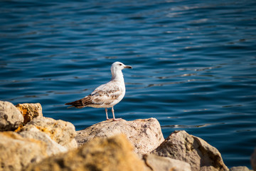 Seagull standing on the rock by the sea. Black sea in Constanta, Romania. 