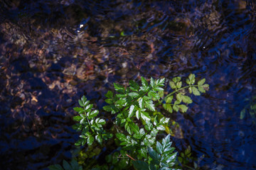 Swamp land in washington state