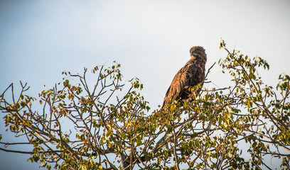 eagle kruger national park